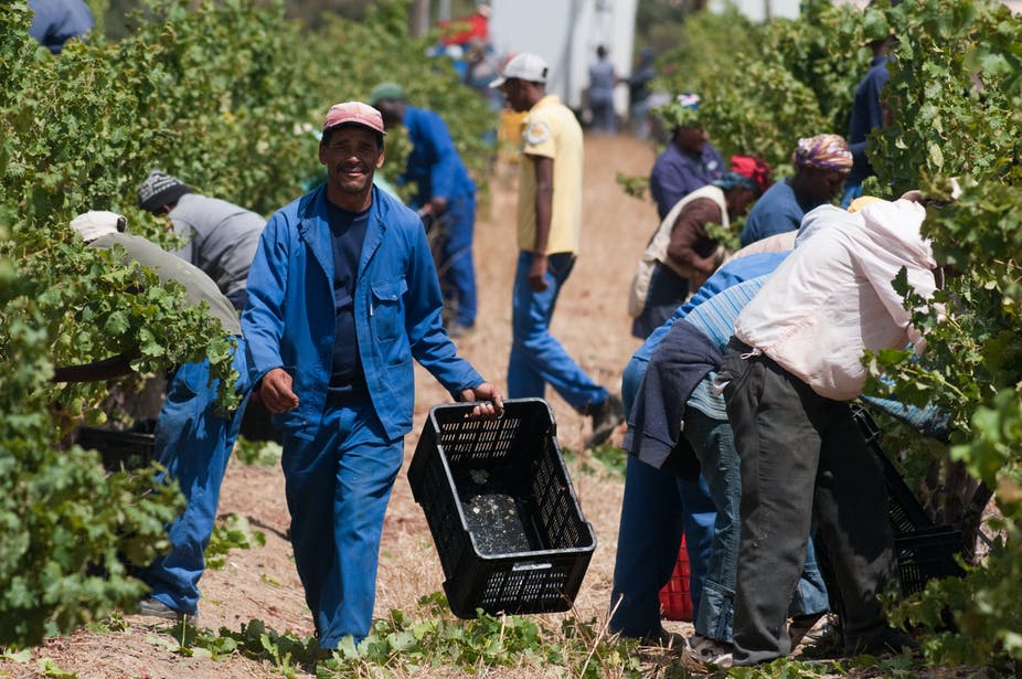 Agricultural Cooperatives In South Africa 2022 