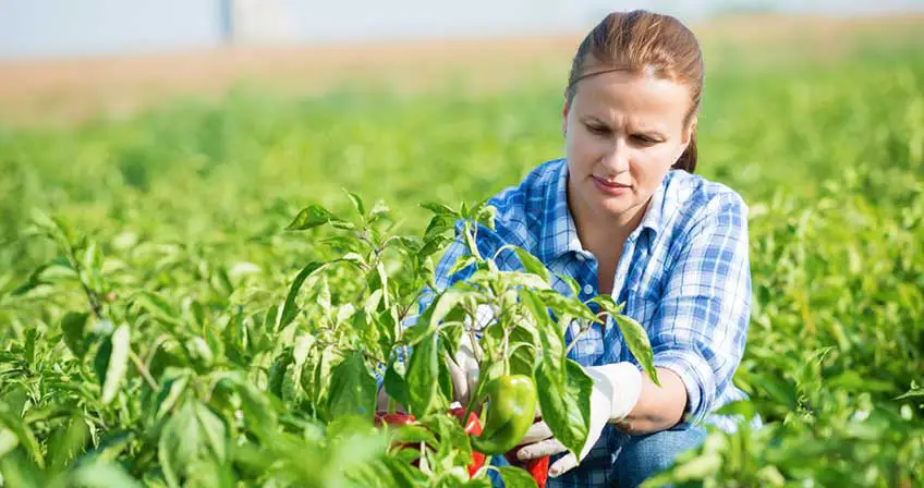 List of Agricultural Colleges in South Africa 2022