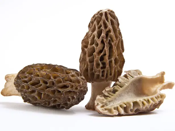 Most Expensive Mushrooms in the World