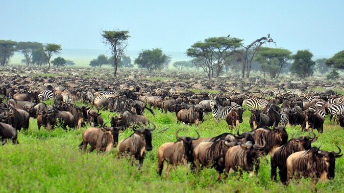 Best Safaris in Africa