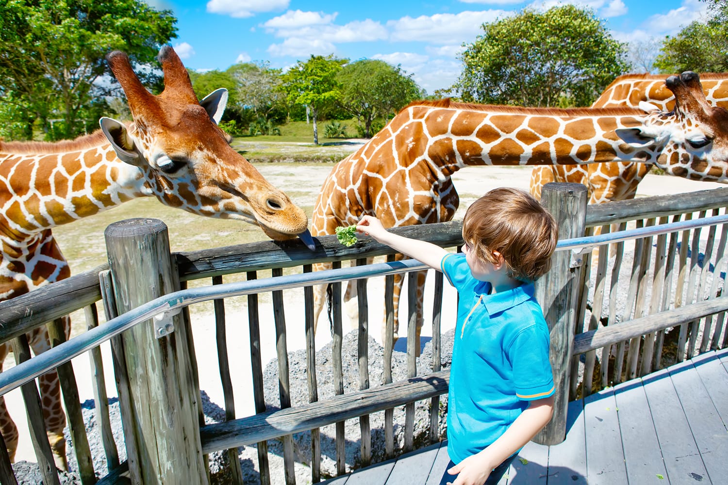 Best Zoos in America