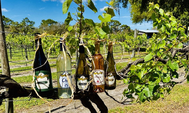 best-wineries-in-florida-to-visit