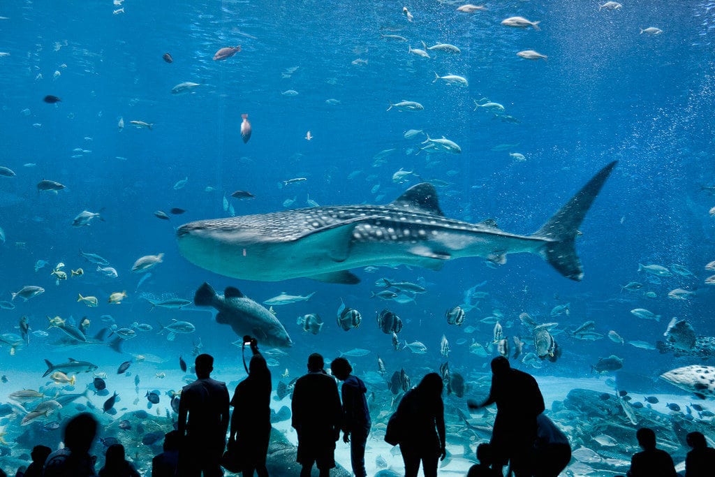 best-aquariums-in-texas