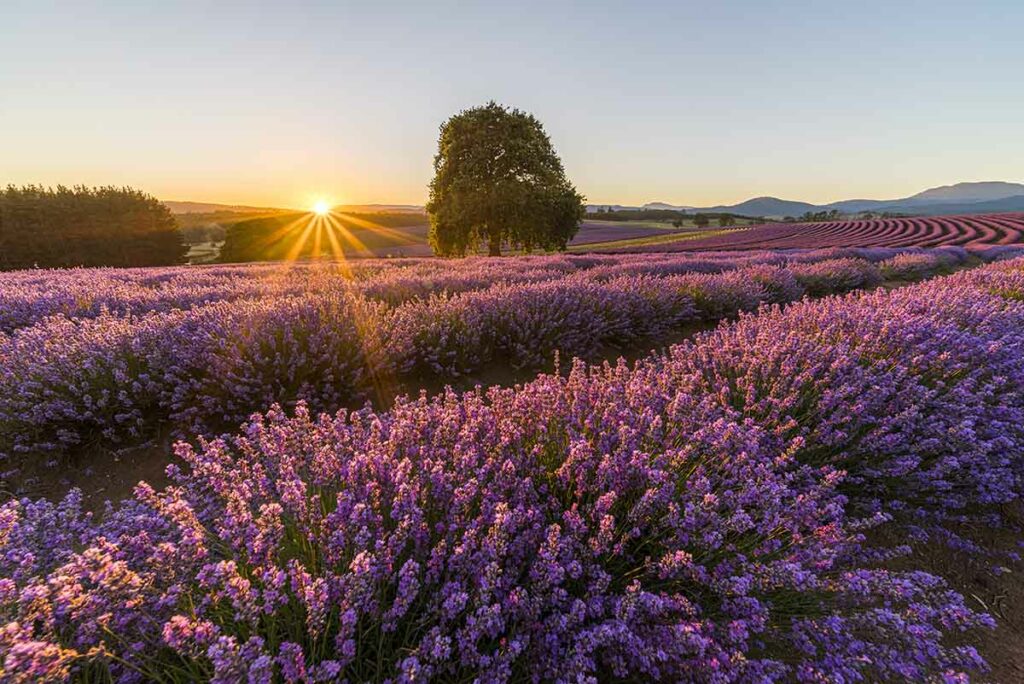 stunning-lavender-farms-and-fields