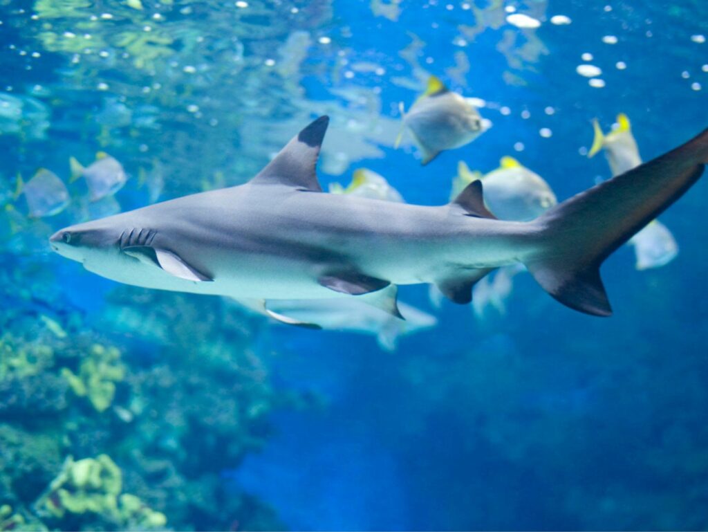 best-aquariums-in-texas