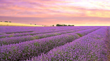 stunning-lavender-farms-and-fields