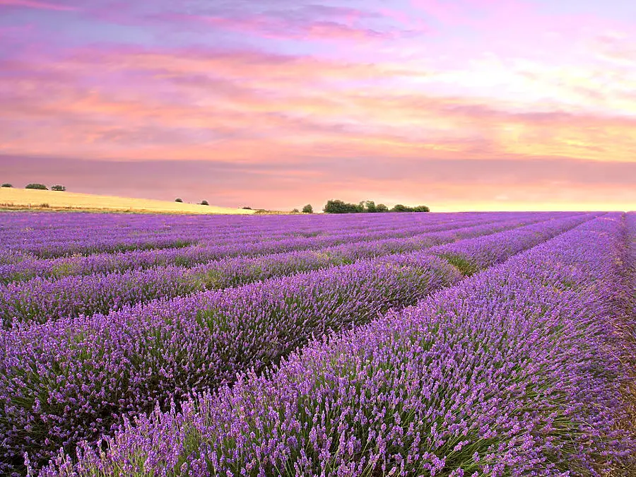 stunning-lavender-farms-and-fields