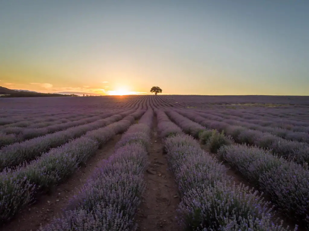 stunning-lavender-farms-and-fields