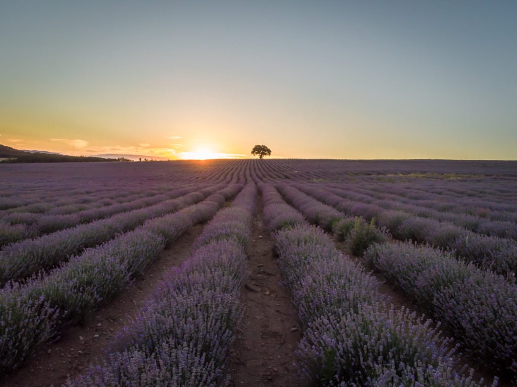 stunning-lavender-farms-and-fields