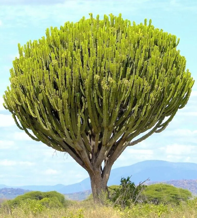 Rarest Plants in the World