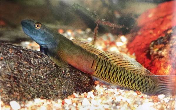 Rare Freshwater Fish Species 
