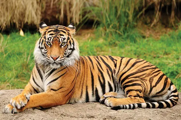 Rarest Tiger Species