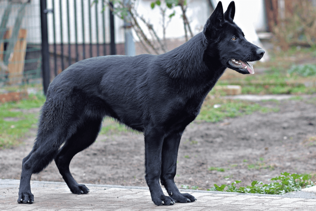 Rarest German Shepherd