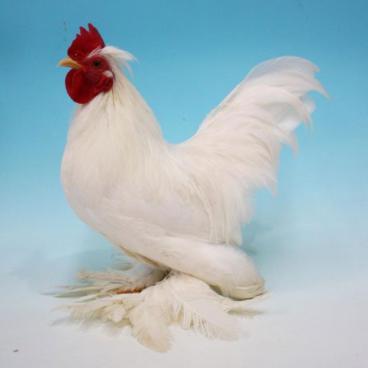 Most Rarest Chicken Breeds