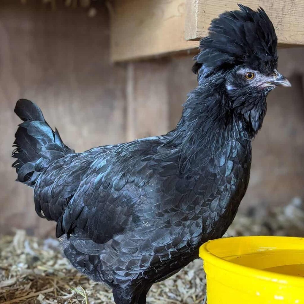 Most Rarest Chicken Breeds