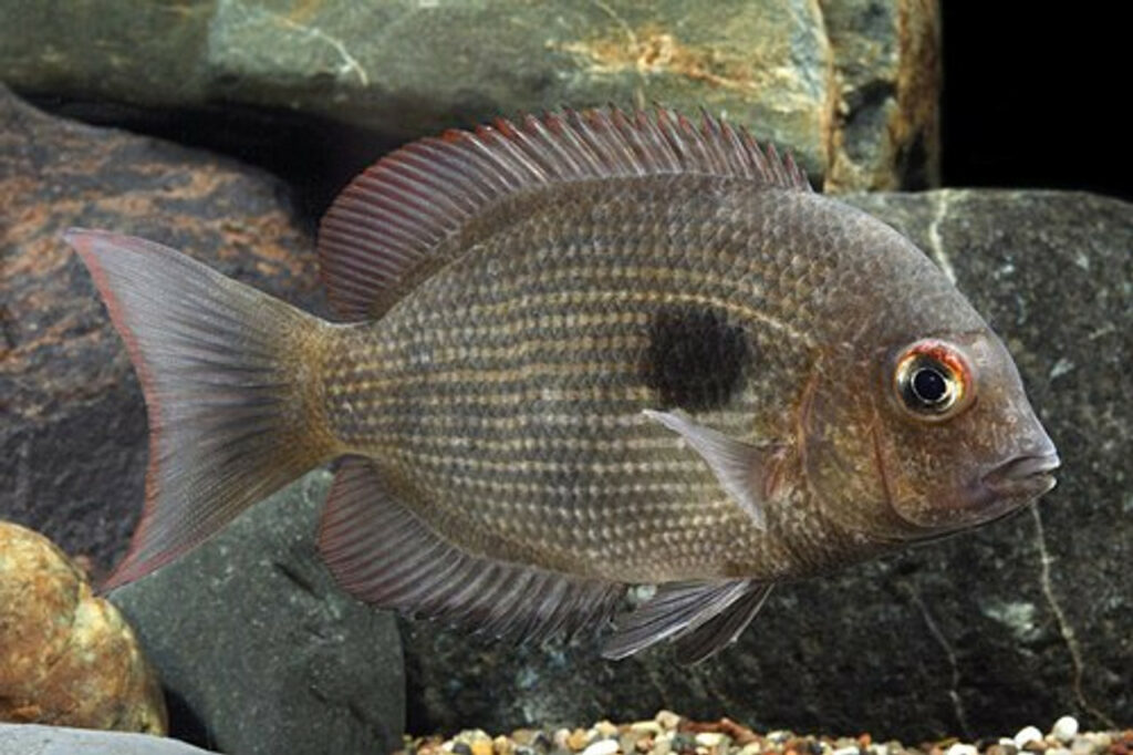 Rare Freshwater Fish Species 