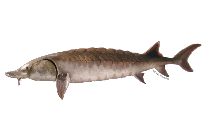 World's Rarest Fish Species 2023
