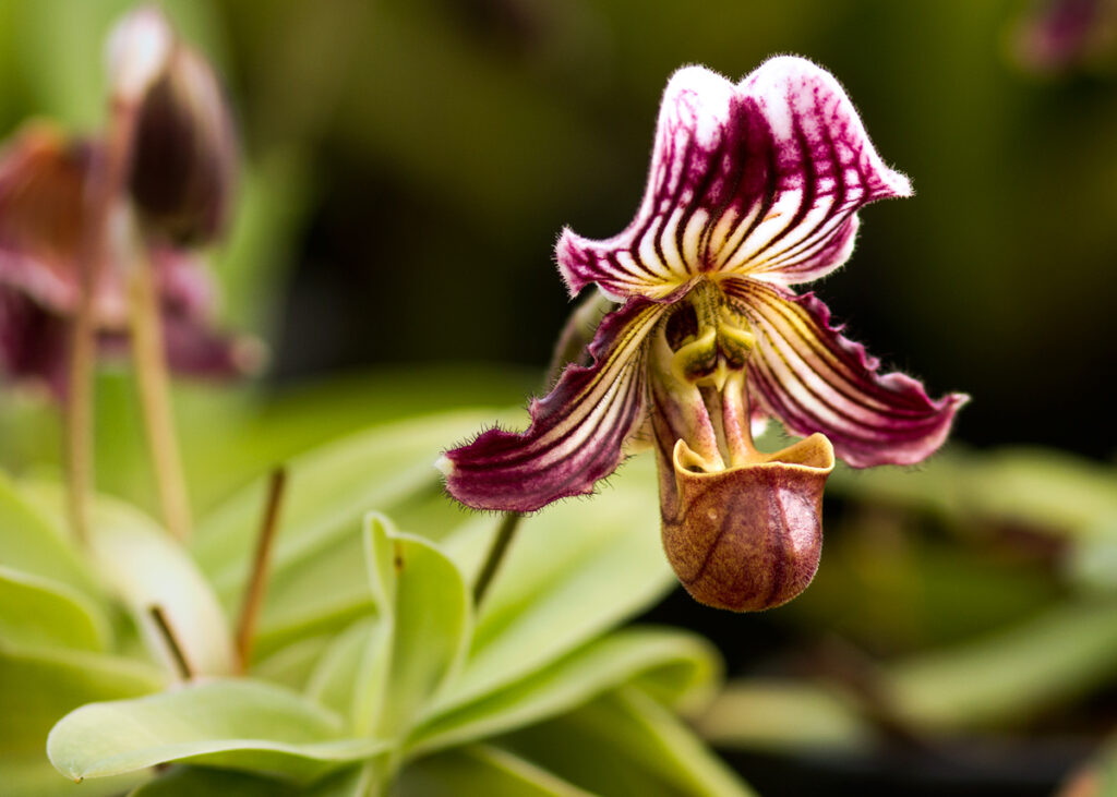 Top 10 Rarest Orchids in the World 2023