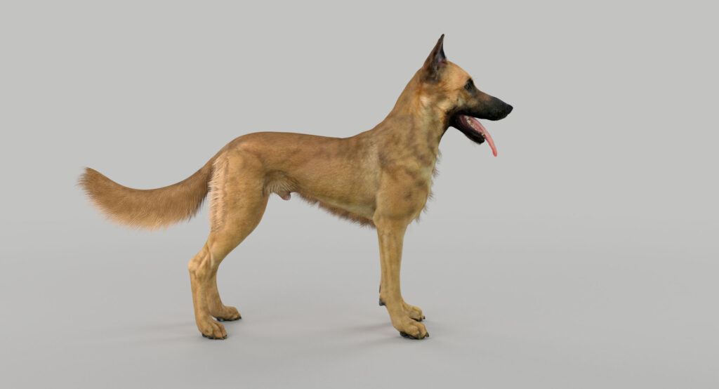 Rarest German Shepherd