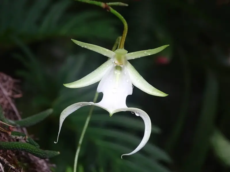 The World's 8 Most Rare Flowers In 2023