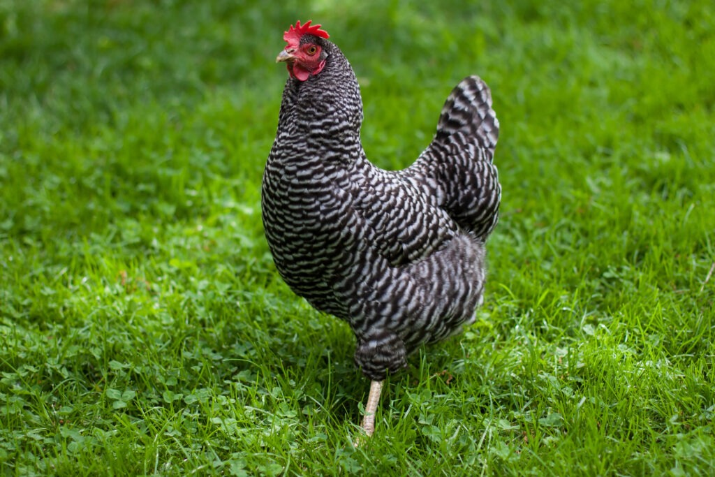 Most Rarest Chicken Breeds