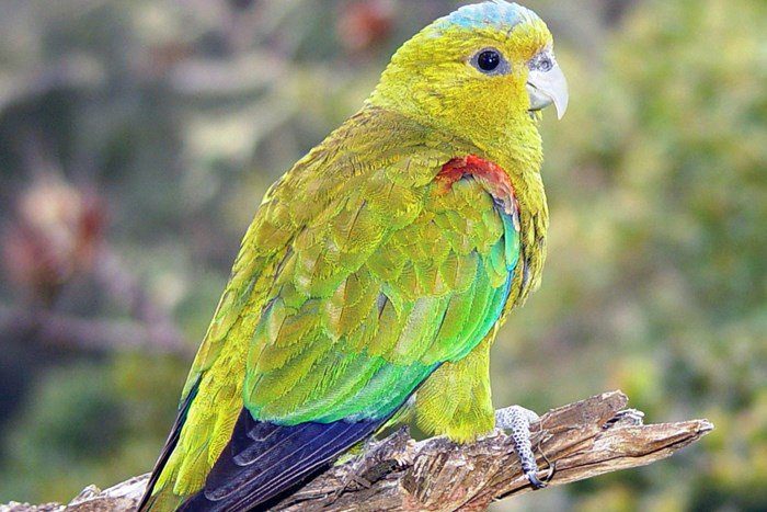 Top 10 Rarest Parrots in the World 2023