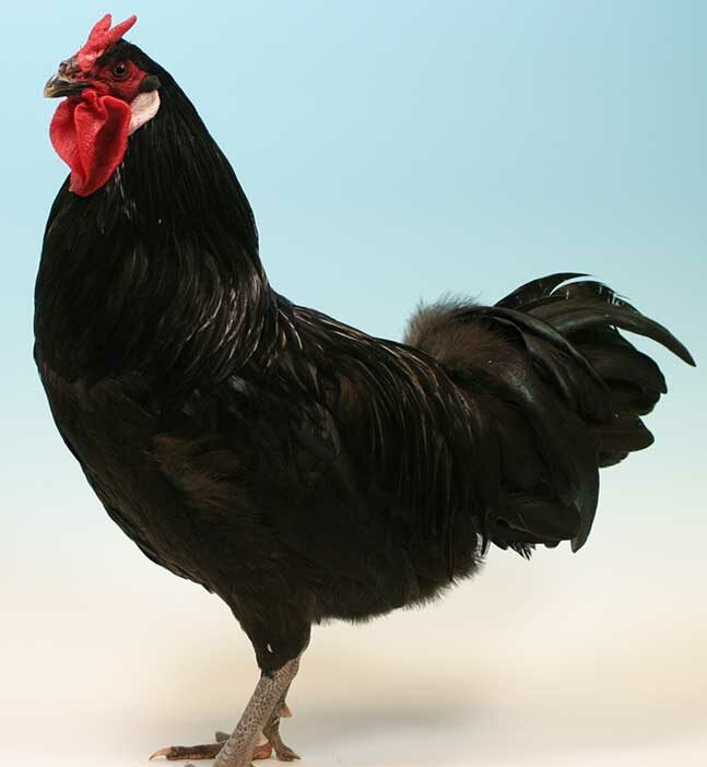 Most Rarest Chicken Breeds