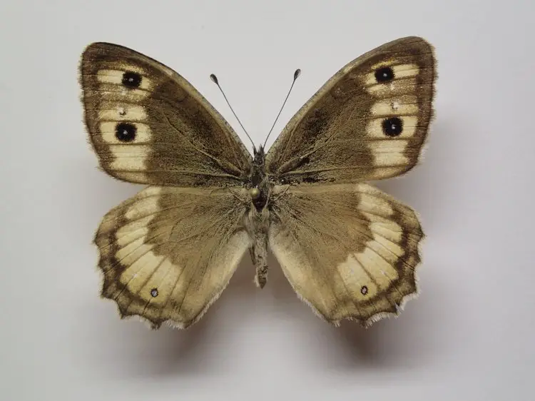 Rarest Butterflies in the World