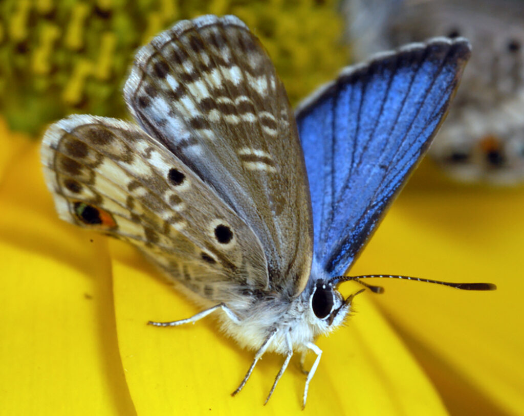 Rarest Butterflies in the World