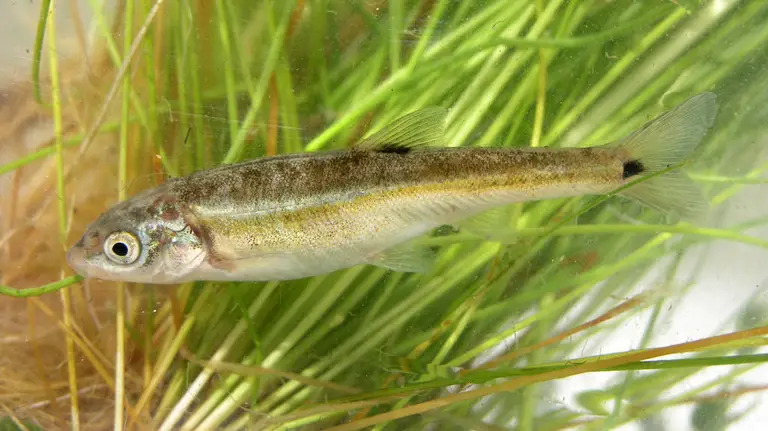 Rare Freshwater Fish Species 