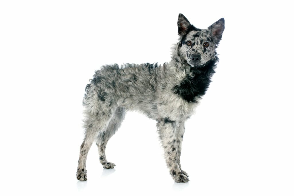 Rarest Dog Breeds