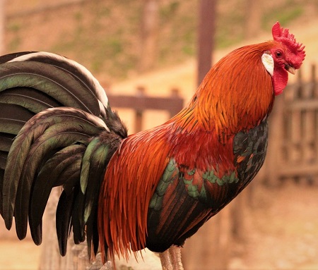 Most Rarest Chicken Breeds