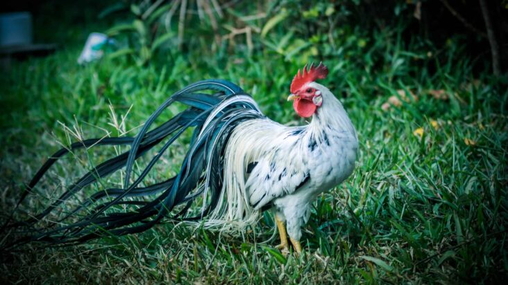 Most Rarest Chicken Breeds