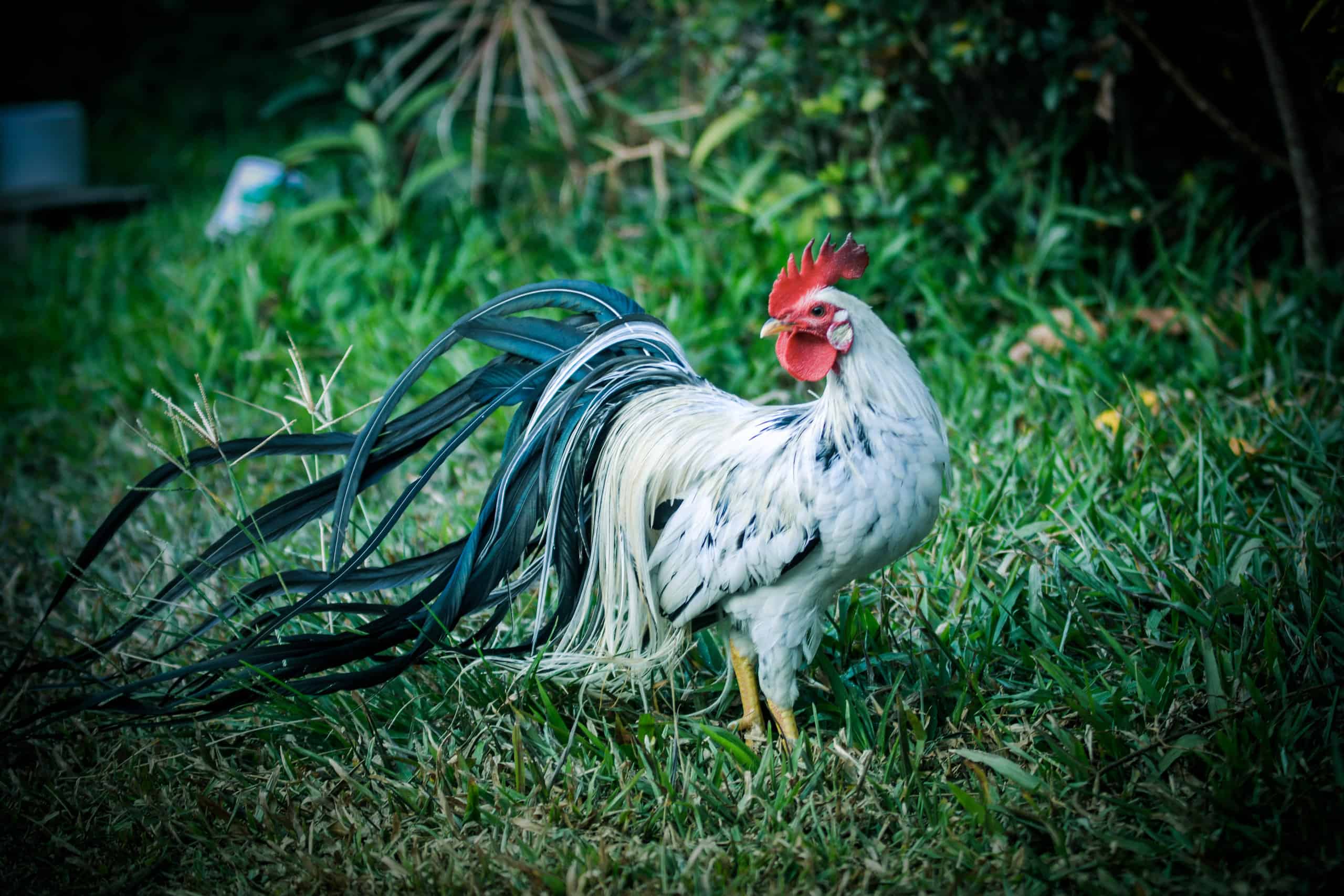 10 Most Rarest Chicken Breeds in the World 2024 [UPDATED]