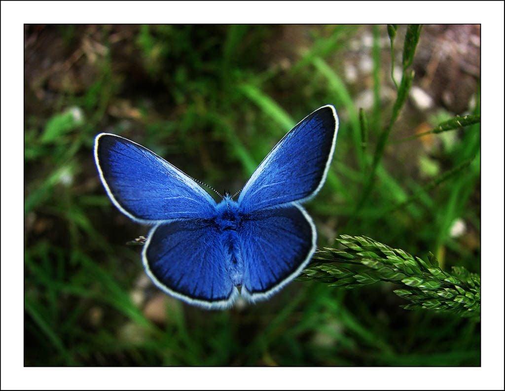 Rarest Butterflies in the World