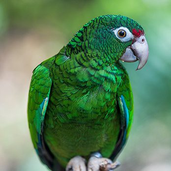 Top 10 Rarest Parrots in the World 2023
