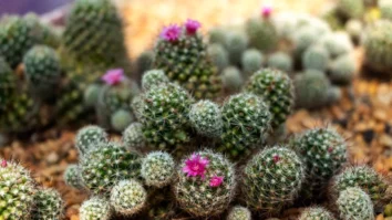 Rarest Succulents in the World