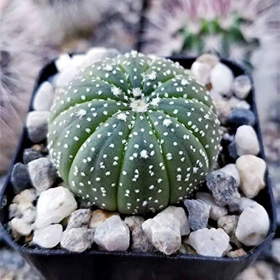 Rarest Succulents in the World