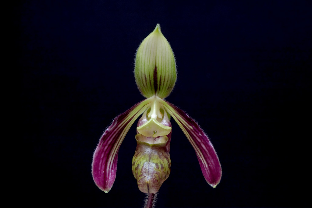 Top 10 Rarest Orchids in the World 2023