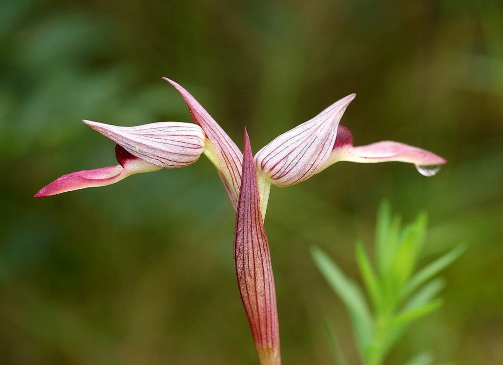 Top 10 Rarest Orchids in the World 2023