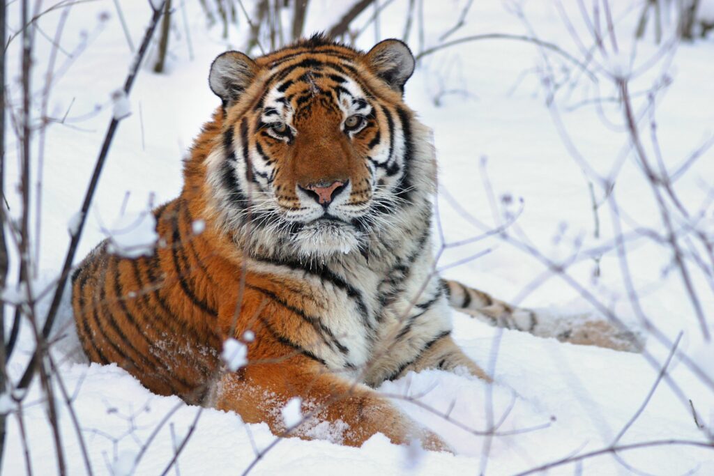 Rarest Tiger Species