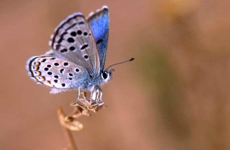 Rarest Butterflies in the World