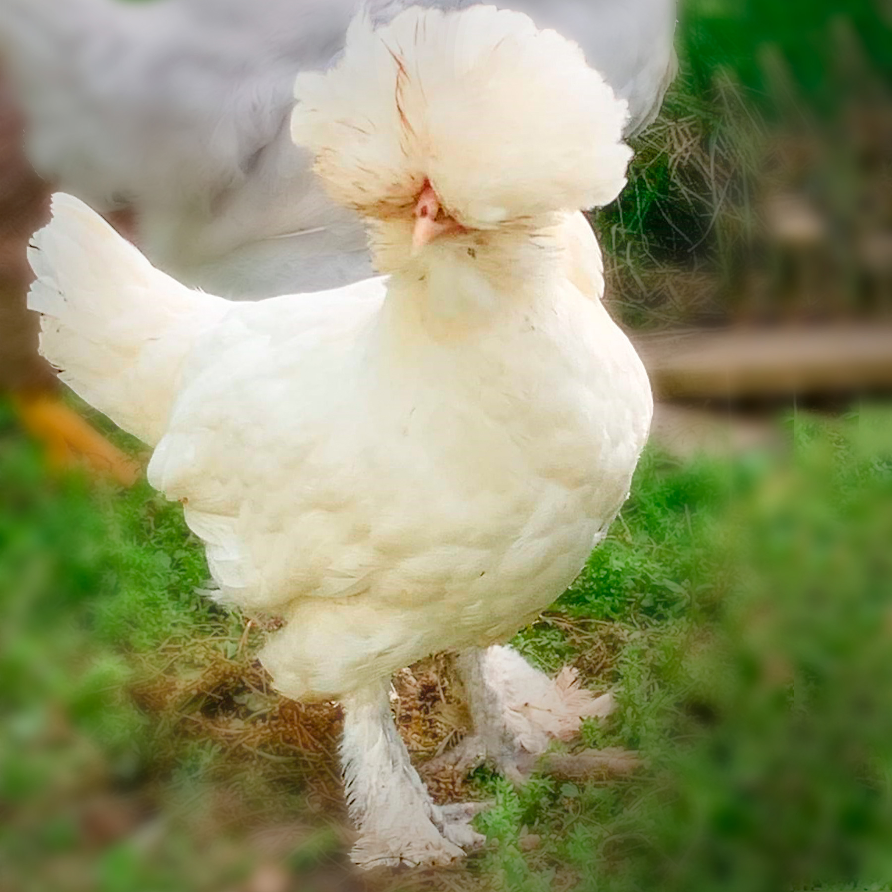 Most Rarest Chicken Breeds