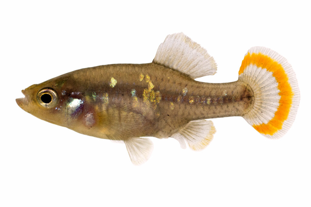 World's Rarest Fish Species 2023