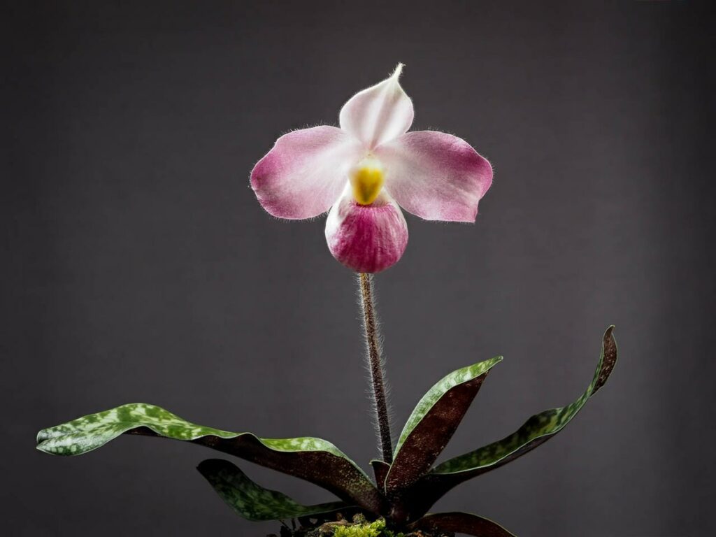 Top 10 Rarest Orchids in the World 2023