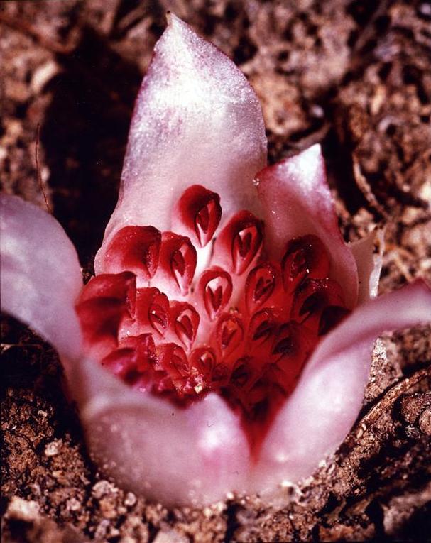 The World's 8 Most Rare Flowers In 2023