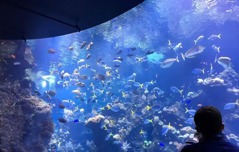 best-aquariums-in-california