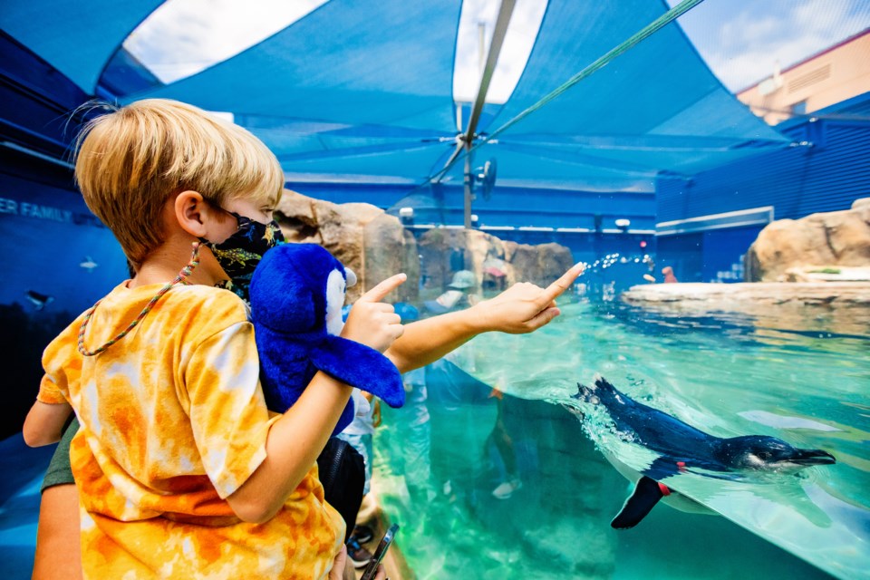 best-aquariums-in-california