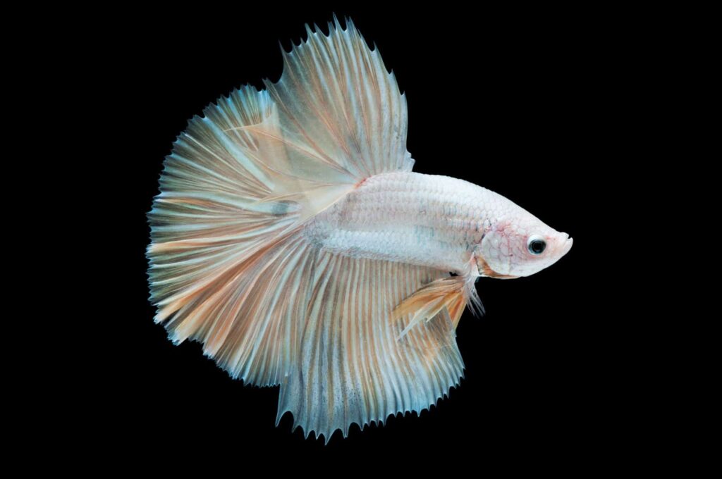 Rarest Betta Fish Colors