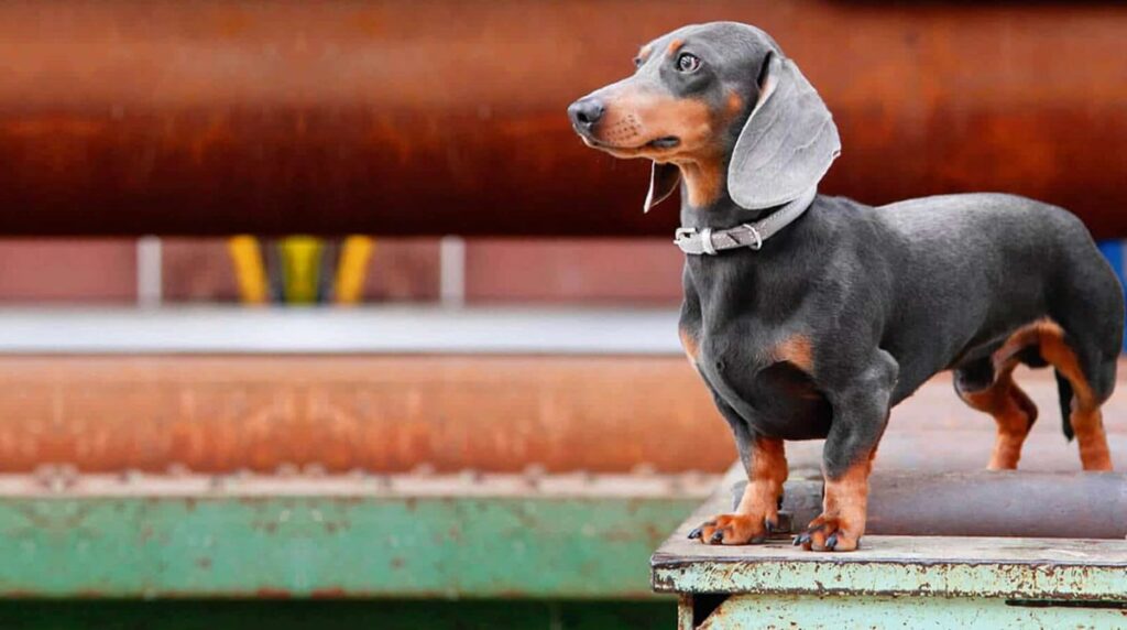 Rarest Dachshund Colors